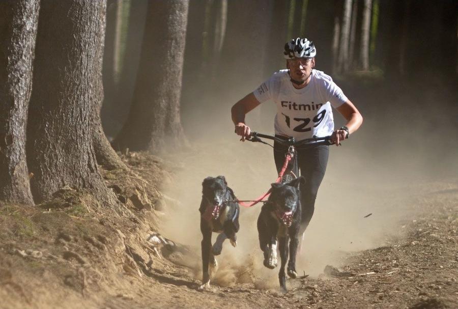 Mushing je sport o symbióze člověka a psa říká Petr Kolář